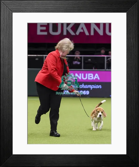 Framed Print : Crufts 2018 Framed Print : Crufts 2018