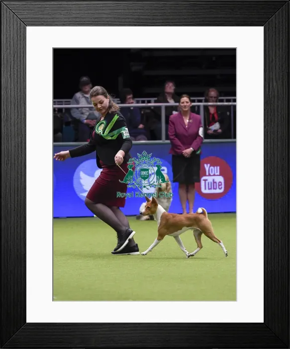 Framed Print : Crufts 2018 Framed Print : Crufts 2018
