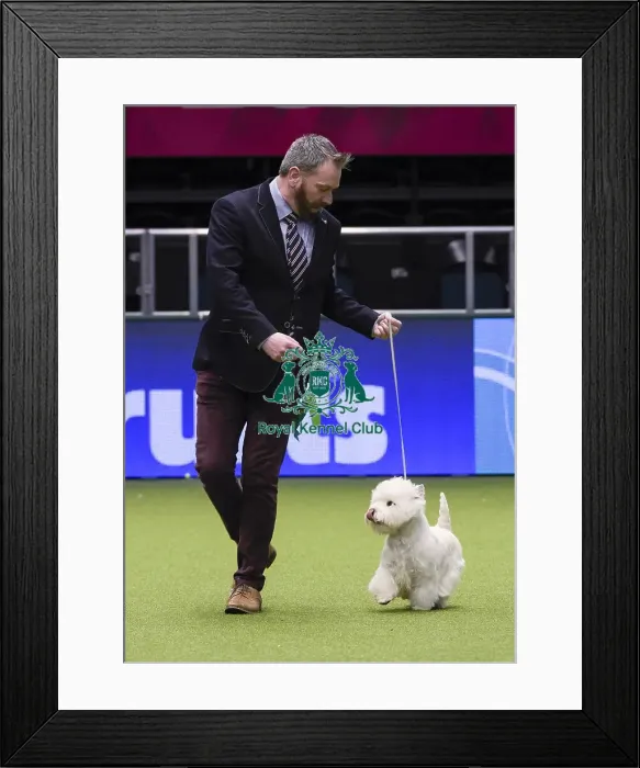 Framed Print : Crufts 2018 Framed Print : Crufts 2018