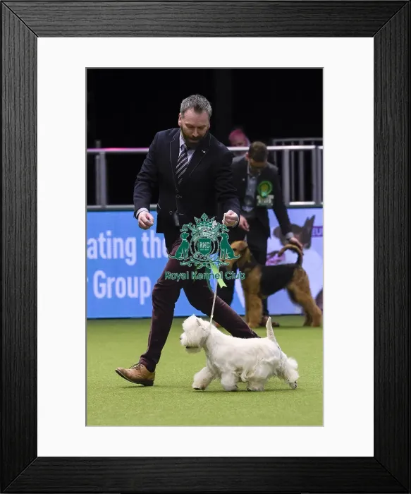 Framed Print : Crufts 2018