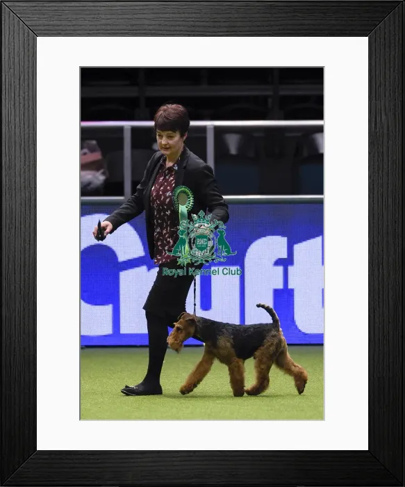 Framed Print : Crufts 2018 Framed Print : Crufts 2018