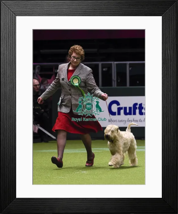 Framed Print : Crufts 2018 Framed Print : Crufts 2018