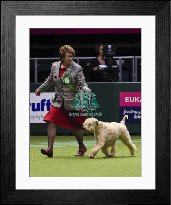 Framed Print : Crufts 2018