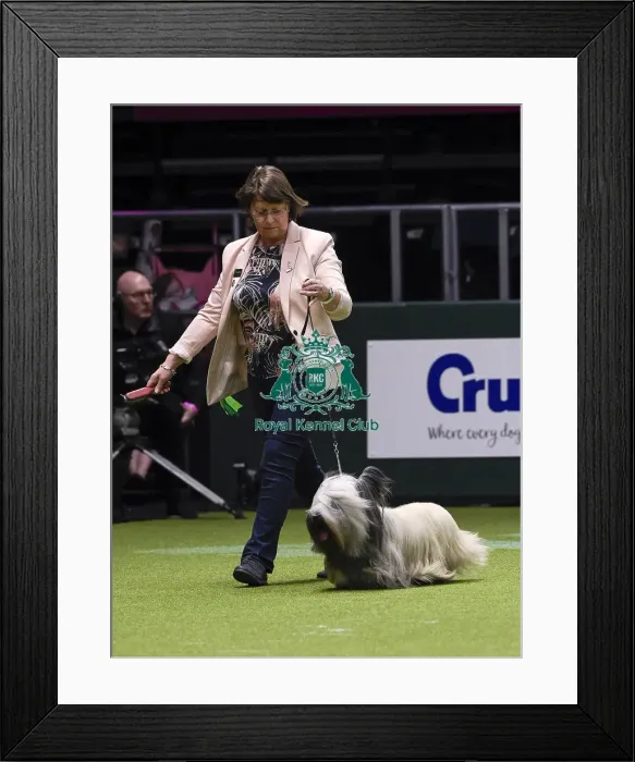 Framed Print : Crufts 2018 Framed Print : Crufts 2018