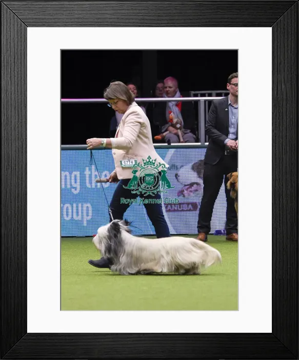 Framed Print : Crufts 2018 Framed Print : Crufts 2018