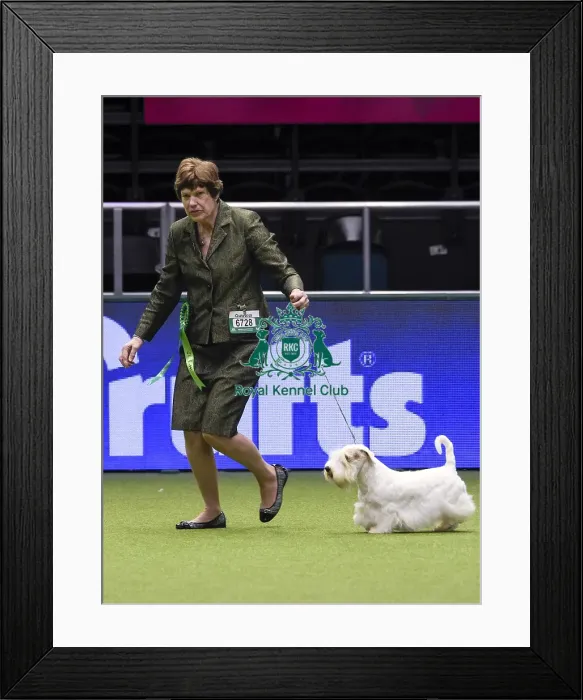 Framed Print : Crufts 2018 Framed Print : Crufts 2018