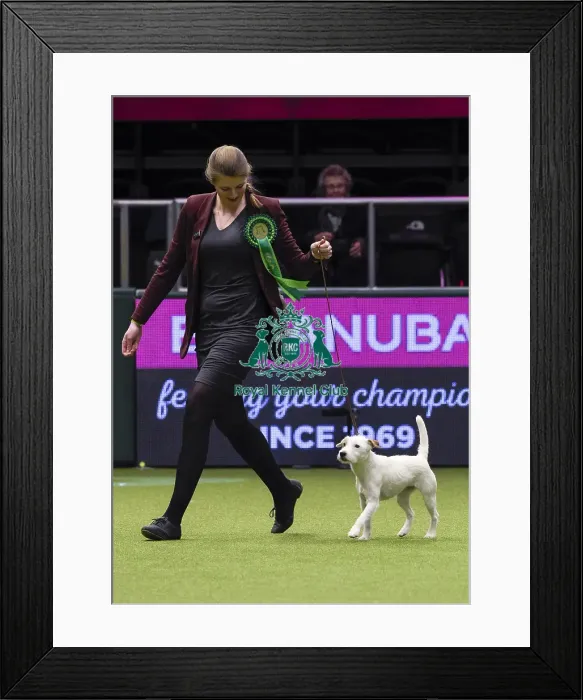 Framed Print : Crufts 2018 Framed Print : Crufts 2018