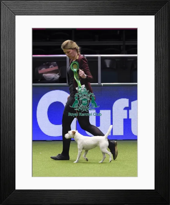 Framed Print : Crufts 2018 Framed Print : Crufts 2018