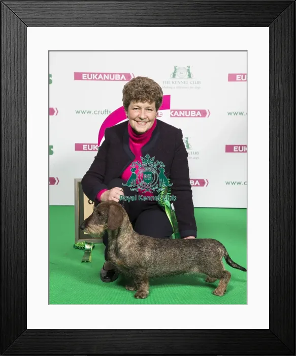 Framed Print : Crufts 2018 Framed Print : Crufts 2018