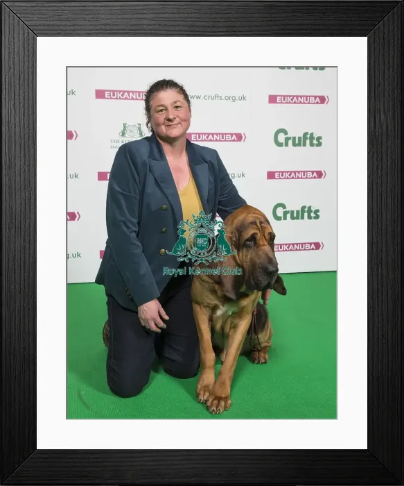 Framed Print : Crufts 2018 Framed Print : Crufts 2018
