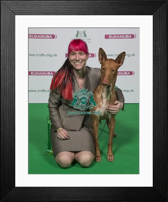Framed Print : Crufts 2018 Framed Print : Crufts 2018