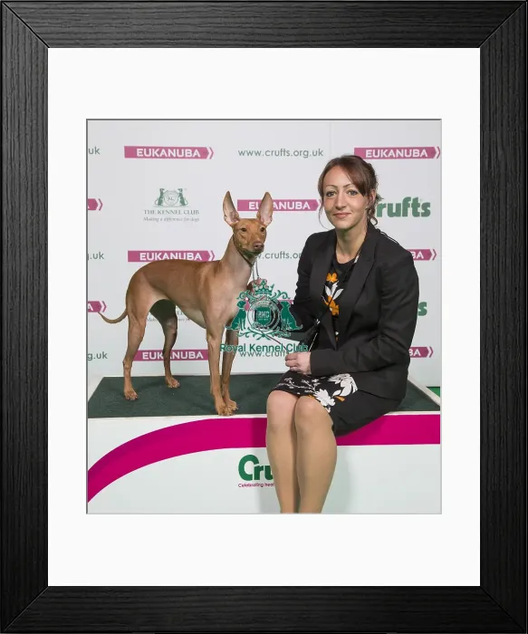 Framed Print : Crufts 2018 Framed Print : Crufts 2018