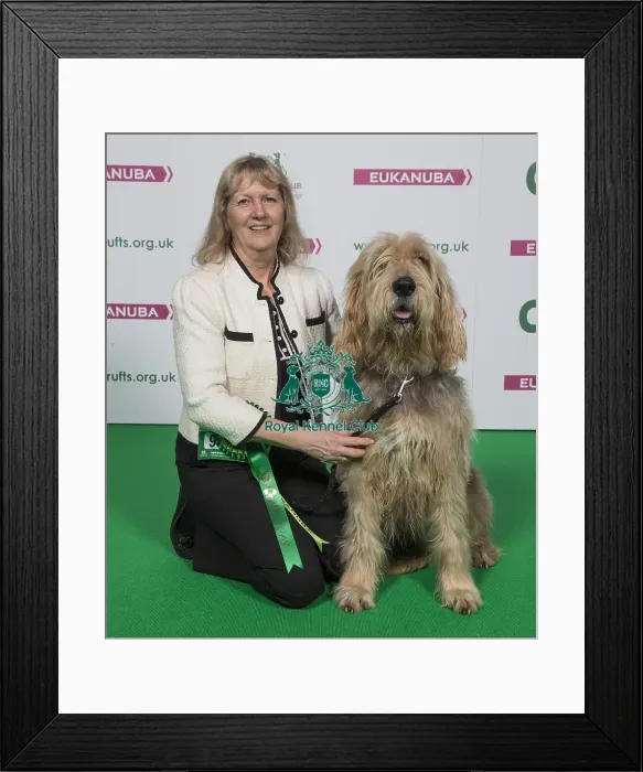 Framed Print : Crufts 2018 Framed Print : Crufts 2018
