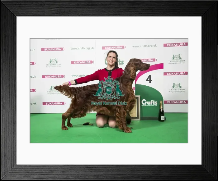 Framed Print : Crufts 2018 Framed Print : Crufts 2018