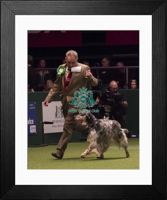Framed Print : Crufts 2018 Framed Print : Crufts 2018
