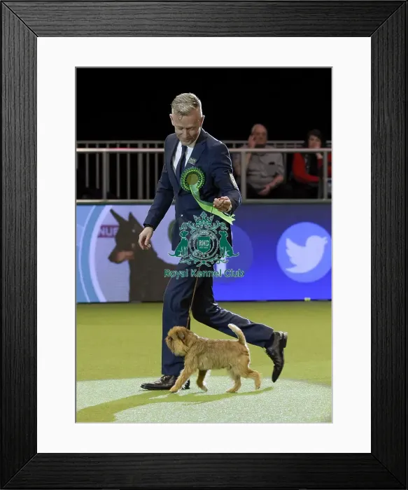 Framed Print : Crufts 2018