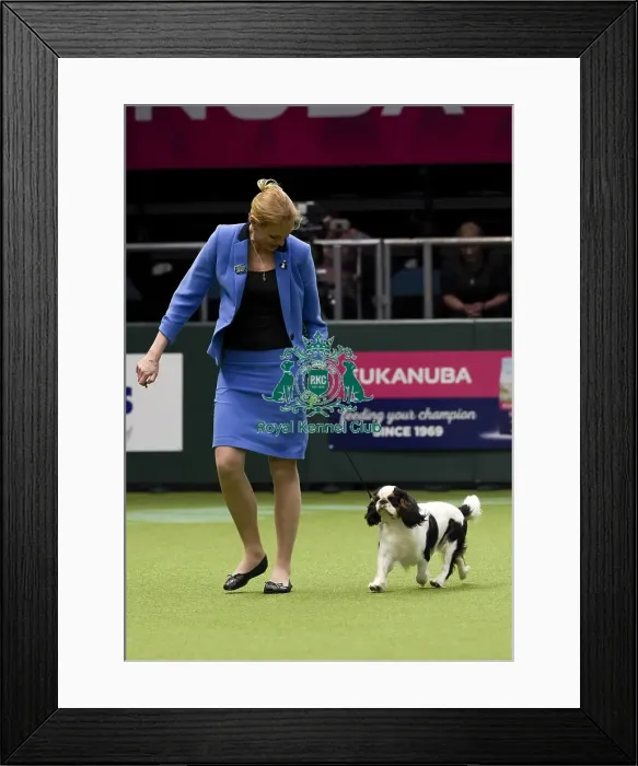 Framed Print : Crufts 2018 Framed Print : Crufts 2018