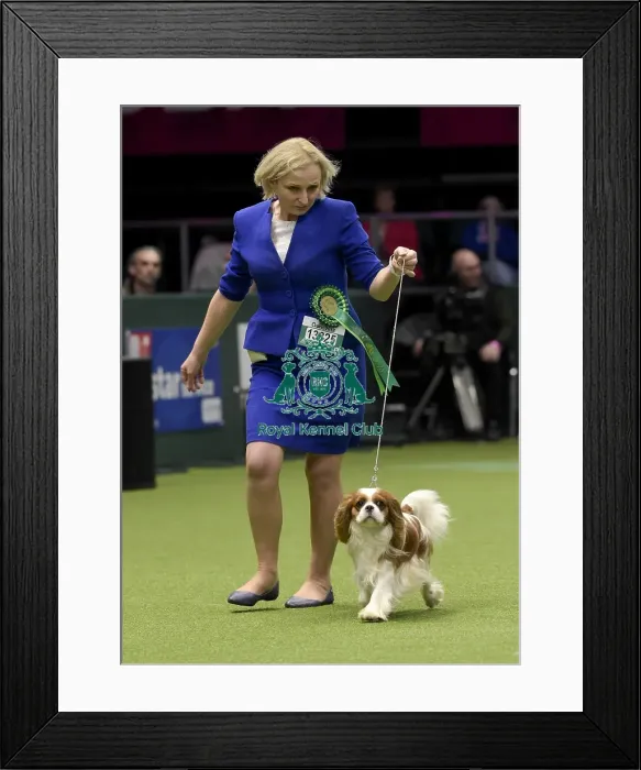 Framed Print : Crufts 2018 Framed Print : Crufts 2018