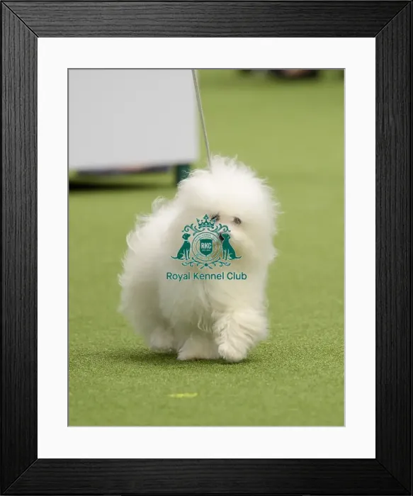 Framed Print : Crufts 2018
