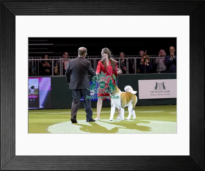 Framed Print : Crufts 2018 Framed Print : Crufts 2018