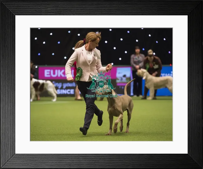 Framed Print : Crufts 2018 Framed Print : Crufts 2018