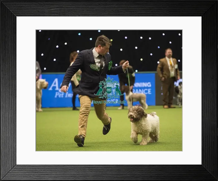 Framed Print : Crufts 2018 Framed Print : Crufts 2018
