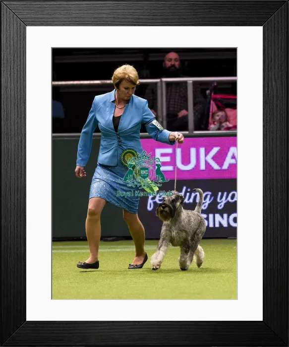 Framed Print : Crufts 2018 Framed Print : Crufts 2018
