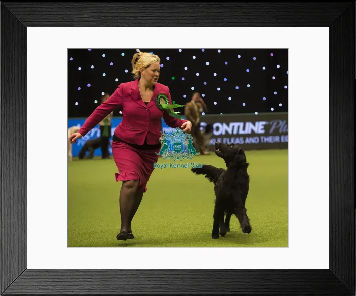 Framed Print : Crufts 2018 Framed Print : Crufts 2018