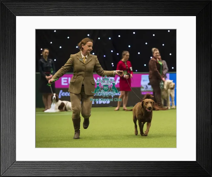 Framed Print : Crufts 2018 Framed Print : Crufts 2018