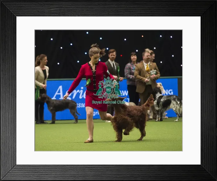 Framed Print : Crufts 2018 Framed Print : Crufts 2018