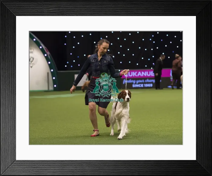 Framed Print : Crufts 2018