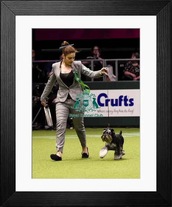 Framed Print : Crufts 2018 Framed Print : Crufts 2018