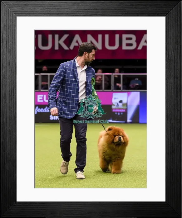 Framed Print : Crufts 2018