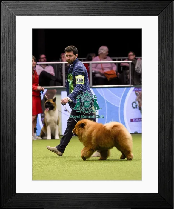 Framed Print : Crufts 2018