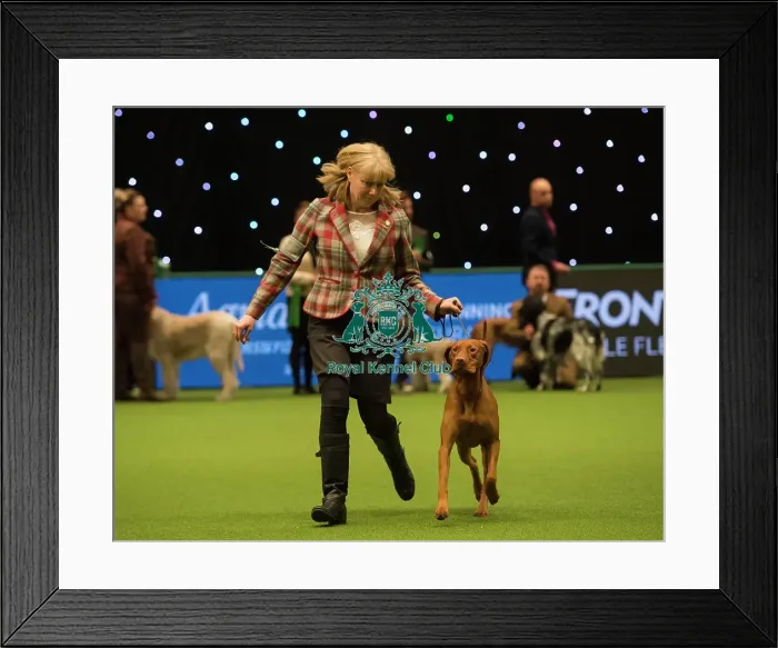 Framed Print : Crufts 2018 Framed Print : Crufts 2018