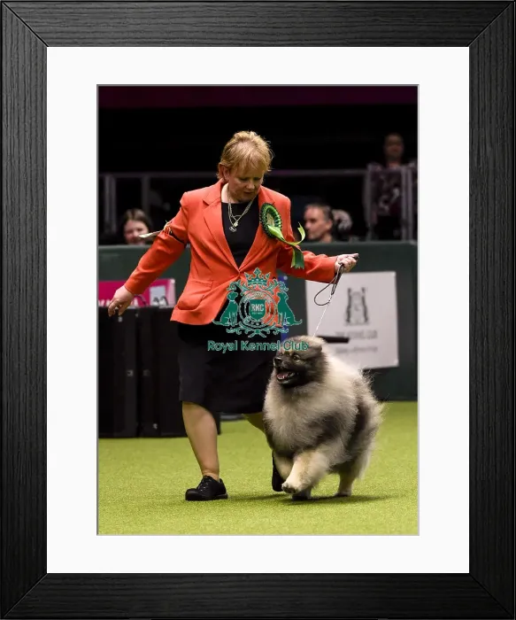 Framed Print : Crufts 2018 Framed Print : Crufts 2018