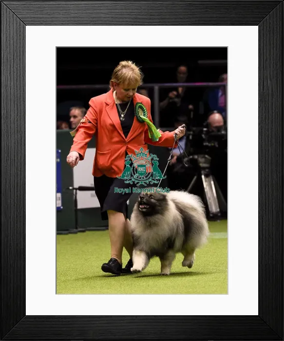 Framed Print : Crufts 2018 Framed Print : Crufts 2018