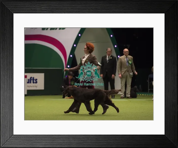 Framed Print : Crufts 2018 Framed Print : Crufts 2018