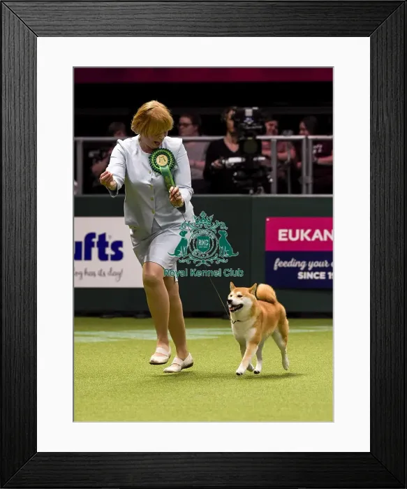 Framed Print : Crufts 2018 Framed Print : Crufts 2018