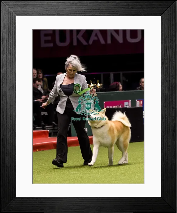 Framed Print : Crufts 2018 Framed Print : Crufts 2018