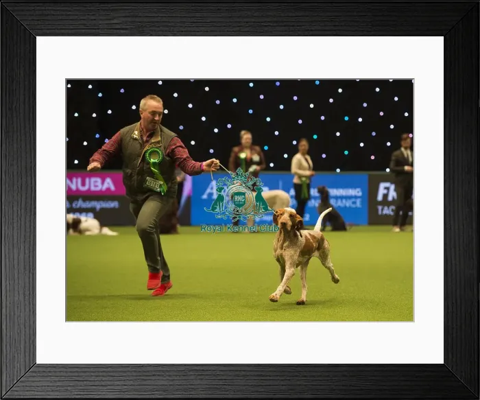 Framed Print : Crufts 2018 Framed Print : Crufts 2018