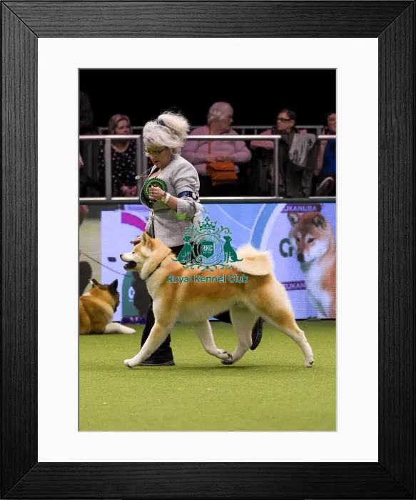 Framed Print : Crufts 2018