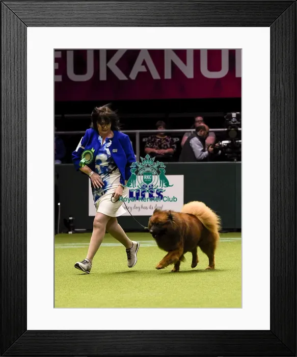 Framed Print : Crufts 2018 Framed Print : Crufts 2018