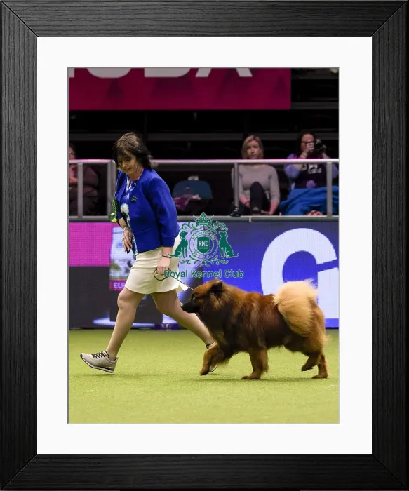 Framed Print : Crufts 2018 Framed Print : Crufts 2018