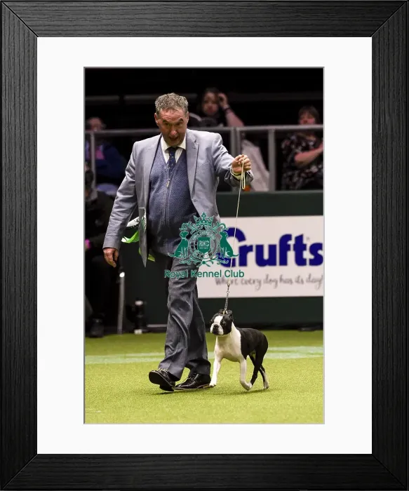 Framed Print : Crufts 2018 Framed Print : Crufts 2018