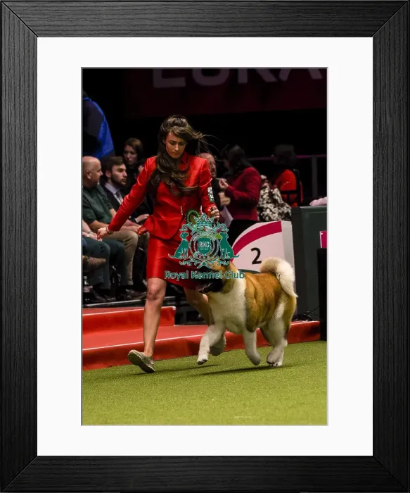 Framed Print : Crufts 2018 Framed Print : Crufts 2018