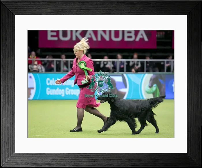 Framed Print : Crufts 2018 Framed Print : Crufts 2018