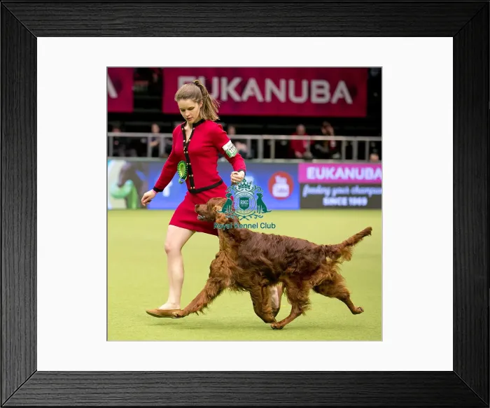 Framed Print : Crufts 2018 Framed Print : Crufts 2018