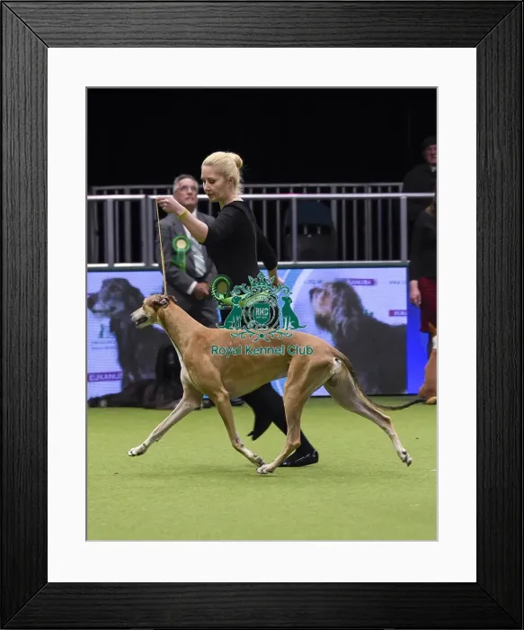 Framed Print : Crufts 2018 Framed Print : Crufts 2018