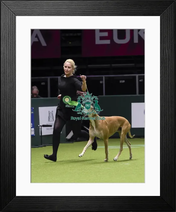 Framed Print : Crufts 2018 Framed Print : Crufts 2018
